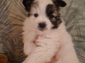 Wunderschöne Spitzwelpen