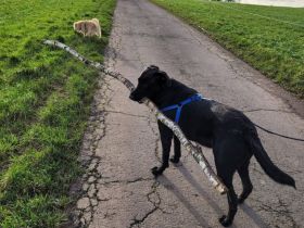 Labradormix dringend abzugeben