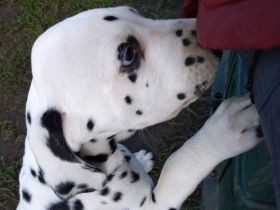 Update: Freya sucht ihre neue spezielle Familie- ab sofort abzugeben (mit Papieren, DVD/VDH/FCI)