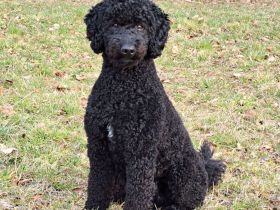 Deckrüde KLEINPUDEL Grosspudel schwarz, apricot Farben, WR-Höhe 47cm