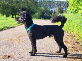 Deckrüde KLEINPUDEL Grosspudel schwarz, apricot Farben, WR-Höhe 47cm