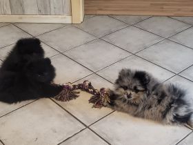 Zwergspitz Pomeranian