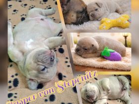 Acht süsse Französische Bulldoggen Welpen