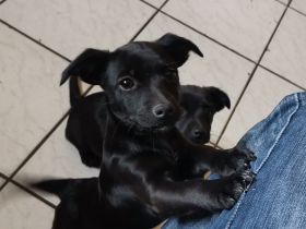 Zauberhafte, liebe Mischlingswelpen