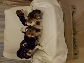 7 Beagle-Labrador Mischlingswelpen