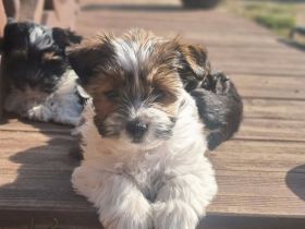 Zuckersüße Yorkshire Terrier Welpen