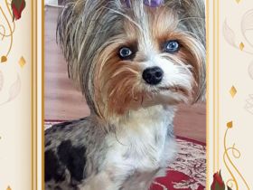 Wunderschöner Rüde