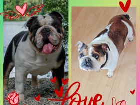 Wurfankündigung reinrassige englische Bulldoggen