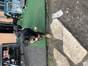 Großer Schweizer Sennenhund