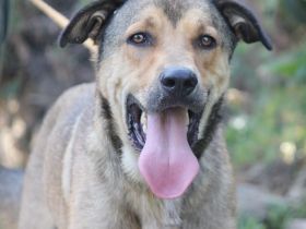 Rio ein wahrer Goldschatz