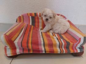 Shih-Tzu  Weibchen Weiß cremig