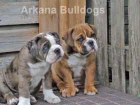 Arkana Bulldogs