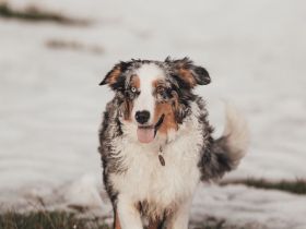 Australian Shepherd Blue Merle Hündin