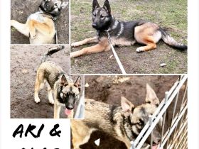 BELUSKY Belgischer Schäferhund Malinois x Siberian Husky Hund Welpen 6m NUR NOCH 1 Hündin & 1 Rüde