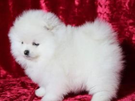 Fabelhafter 4 Pomeranian-Zwergwelpen