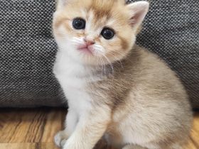 BKH Kätzchen sind britische Chinchillas. Golden schel