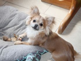 Chihuahua Hündin 13 Monate Jung sehr Lieb geimpft entwurmt in gute Hände abzugeben