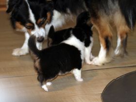 Australian Shepherd Welpen