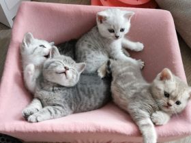 Britisch Kurzhaar Kitten (BKH), A-Wurf, reinrassig abzugeben