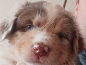 Wunderschöner Wurf Australian Shepherd Welpen