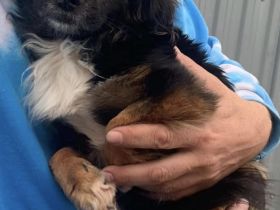 Kleiner Charly sucht ein Zuhause