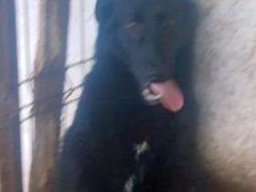 lieber,kastrierter Lenny lebt im rumänischen Außenzwinger ohne Auslauf; wir suchen ein Heim für ihn