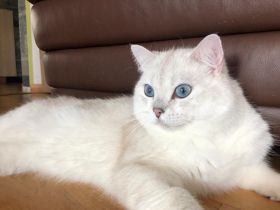 BKH Deckkater silver shaded