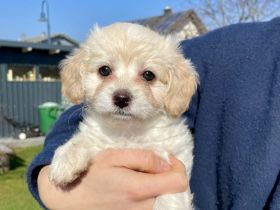Maltipoo Welpen Malteser Zwerg Pudel