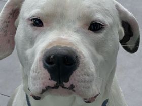 Dogo Argentino Rüde