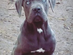 Cane Corso Welpen abzugeben