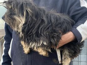 Kleine Perdi sucht liebevolles Zuhause