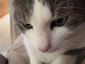 Freigänger-Katerle Grau/Weiß