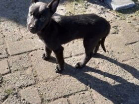 Malinois/Belgischer Schäferhund