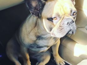 Französische Bulldogge Dame