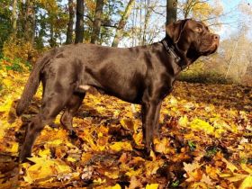 Deckrüde, Labrado Retriever, Showlinie, schokobraun - kein Verkauf