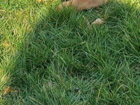 Schäferhundmischlinge