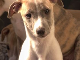 Forever Blue WHIPPETS