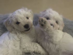Malteser Welpen
