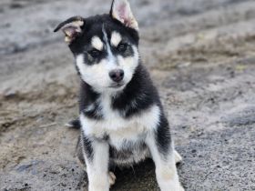 Husky-Golden Retriver-Mix Welpe