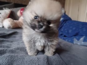 Pomeranian zwergspitz