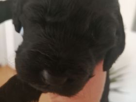 3 Cockerpoo, Cockapoo, Cockerdoodle Babys (F1). Mädchen ist reserviert.