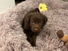 Labrador Mädchen schokobraun