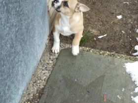 Bully Mix zu verkaufen