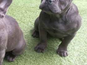 Französische Bulldoge Blaue Welpen!