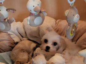 Kleine Yorkshire Golddust Welpen