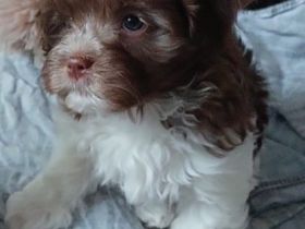 Havaneser Welpen chokolate suchen liebe Menschen