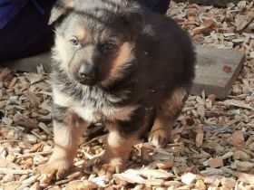 Schäferhunde welpen