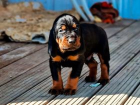 Black and Tan Coonhound-Welpen