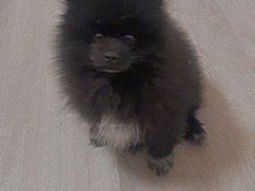 Pomeranian