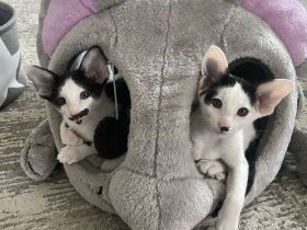 Orientalisch Kurzhaar Kitten, reinrassig